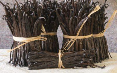 The Art of Curing Vanilla Beans