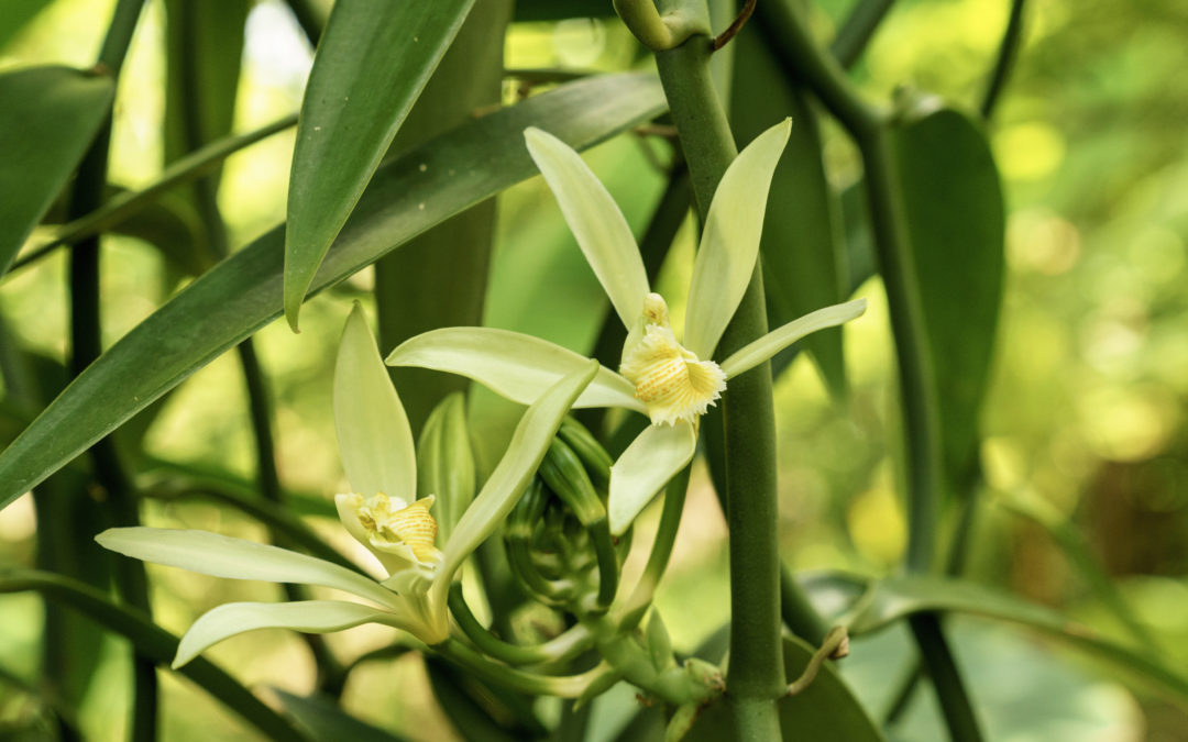 Vanilla Orchid Blossom