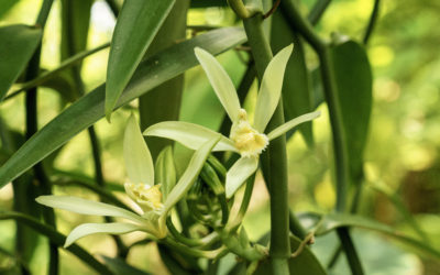 One Big Thing To Know About Regional Vanilla Bean Differences