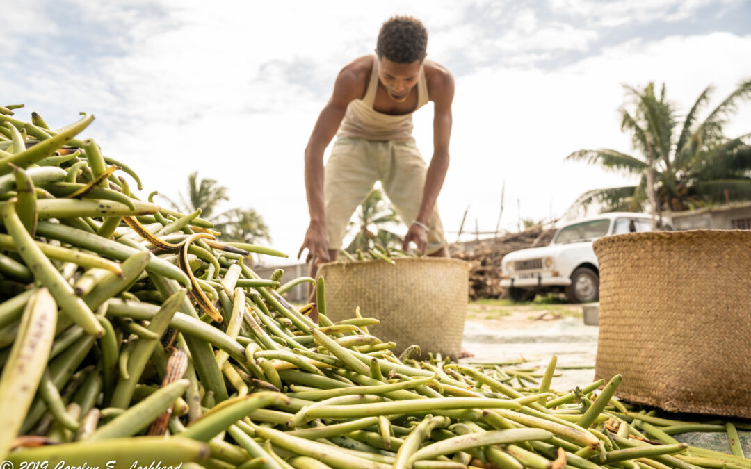 Madagascar Vanilla Bean Harvest 2019