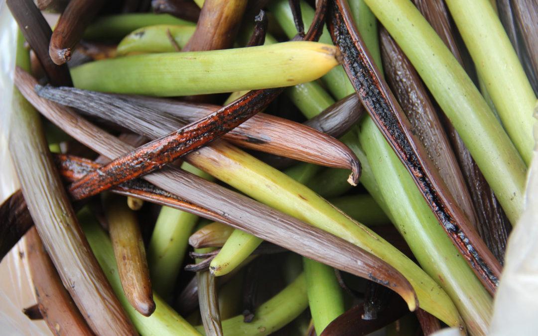 2016 Vanilla Harvest