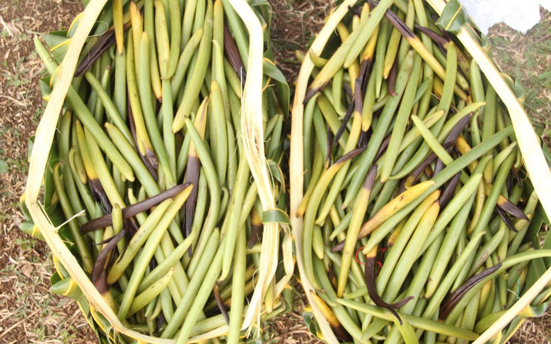 vanilla beans