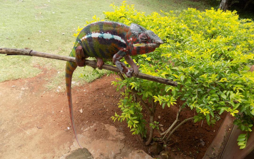 Market Report Part II madagascar camelion