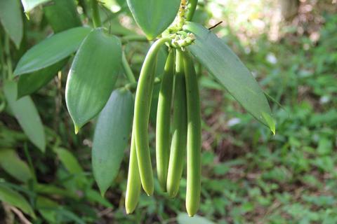 About Cook's Vanilla