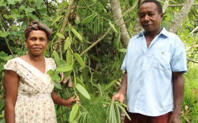Vanilla Market Report – November 2015